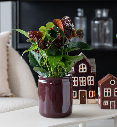 Apotek blomsterpotte mørk lilla 17 cm Apotek blomsterpotte mørk lilla 17 cm